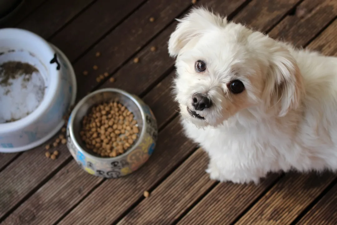 senior dog eating healthy meal — Pets perspective 2