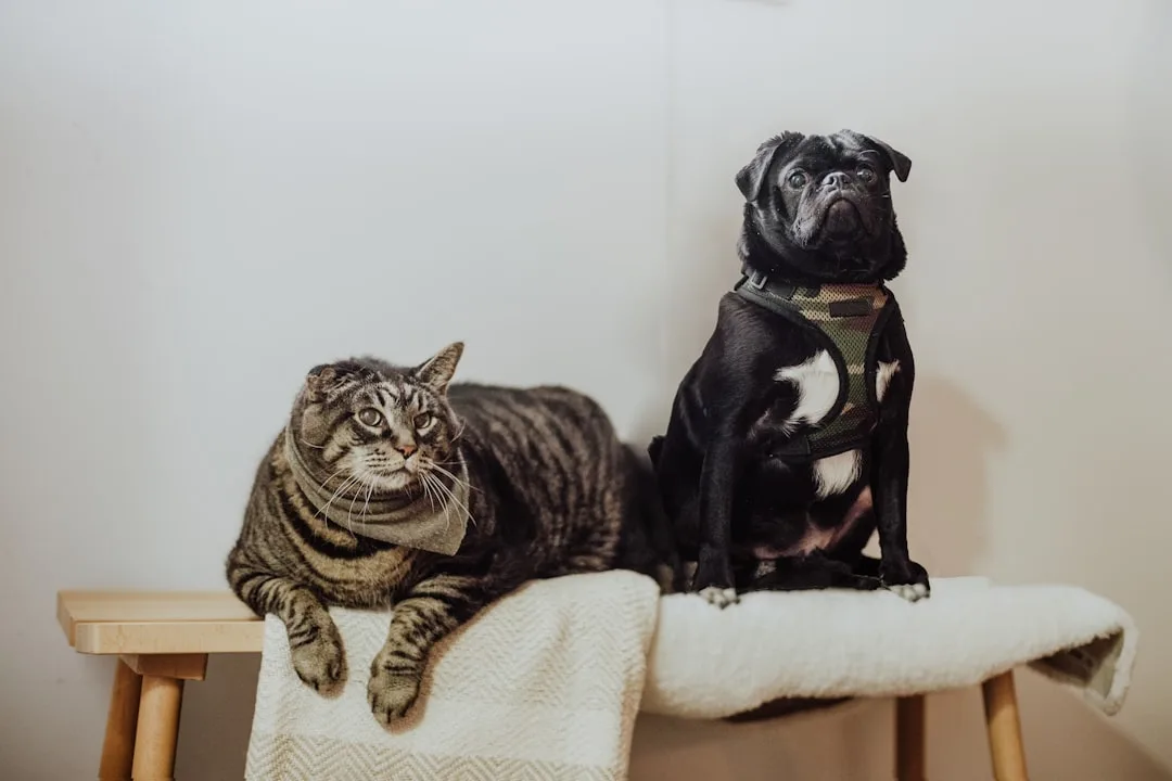 Diverse shelter animals awaiting adoption in modern facility housing