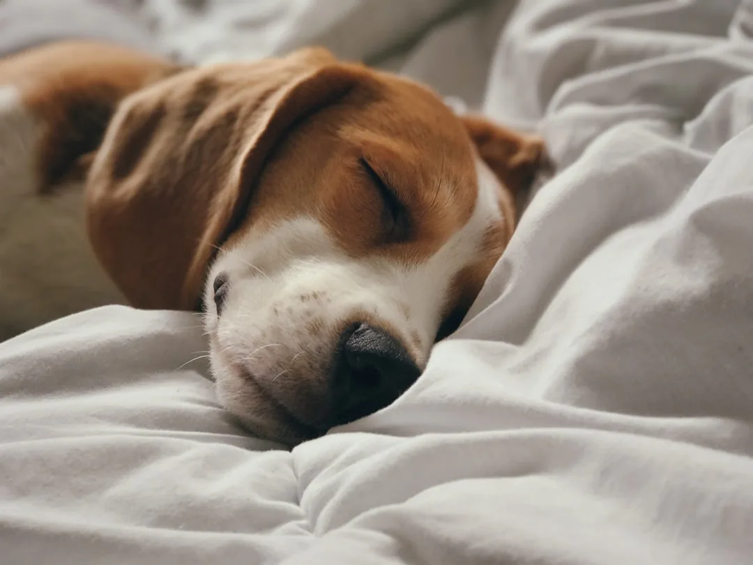 Dog sleeping peacefully demonstrating healthy pet companion sleep cycles