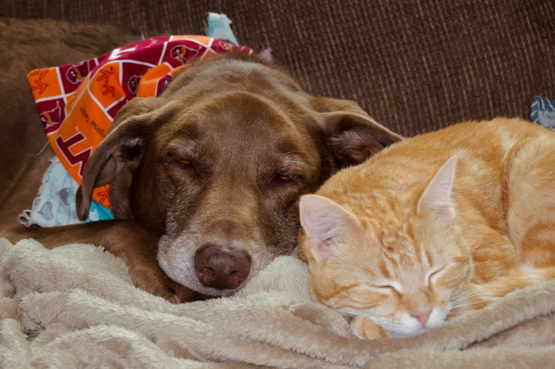Shelter staff performing behavioral assessment on dog before adoption