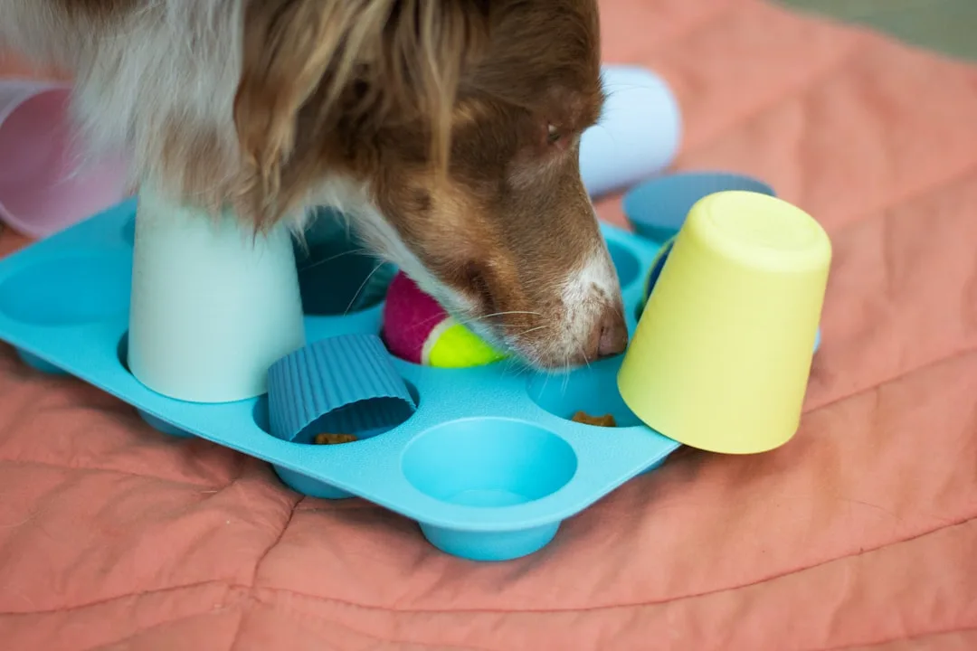 multiple pets exploring sensory enrichment stations in home
