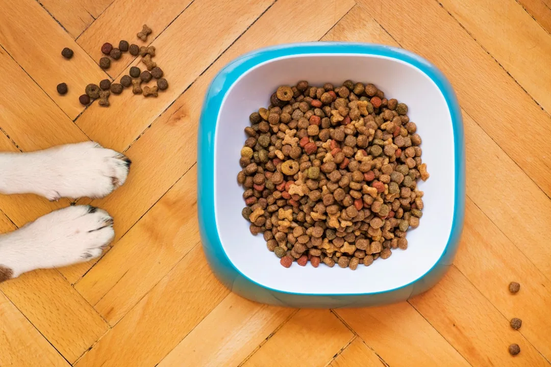 Pet Food Quality Indicators That Protect Your Animal’s Health