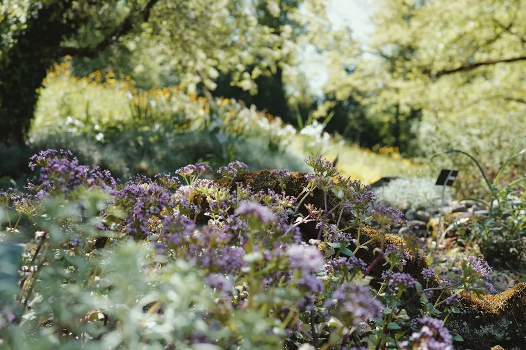 Tiny pink and purple micro perennials blooming densely in shallow gravel garden
