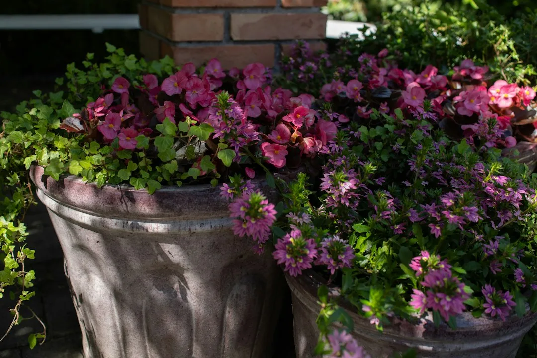 Multiple mixed containers arranged on patio with fall colors, texture contrast, and varying heights