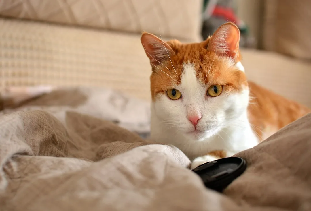 cat training clicker multi-pet household — Pets perspective 2