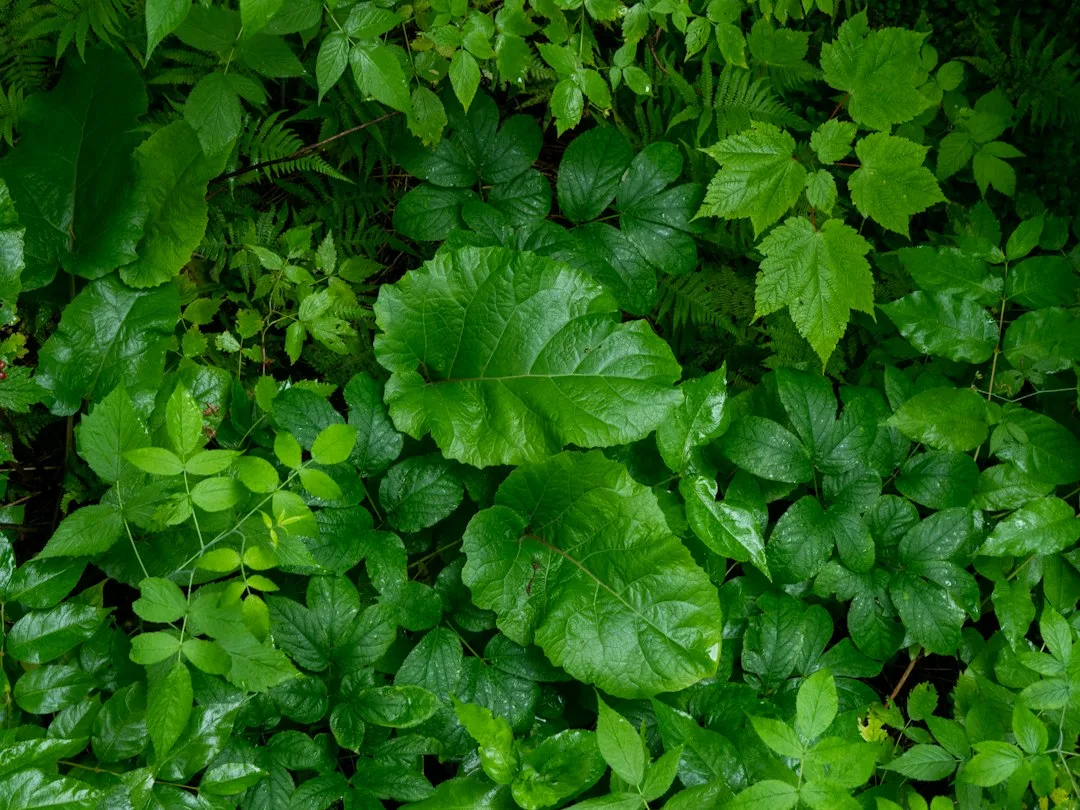 Mixed shade-tolerant ground covers including vinca and heuchera in cottage garden setting