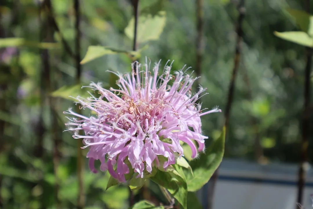 pollinator garden native flowers bees — Landscape & Exterior perspective 2