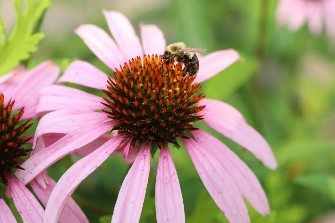 Pollinator garden with native purple coneflowers and black-eyed Susans attracting bees