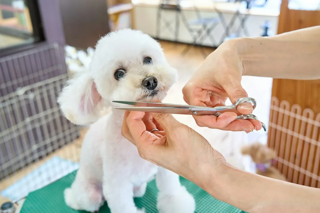 Professional groomer bathing and brushing golden retriever according to breed grooming frequency standards