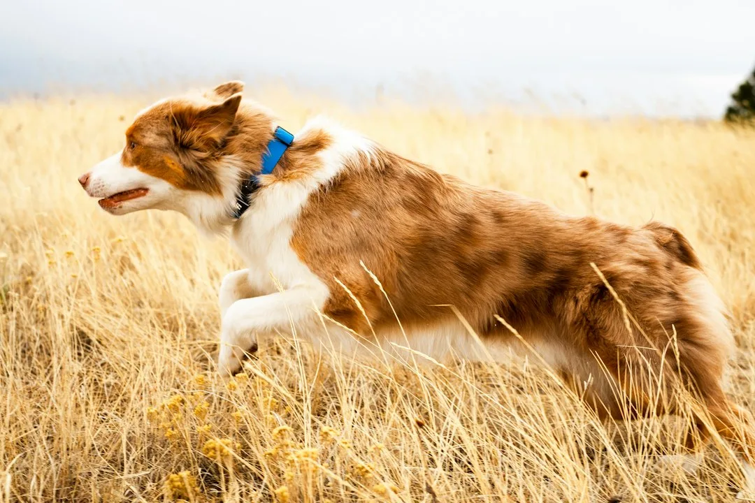 Comparison of standard collar tag versus lightweight GPS device on small cat