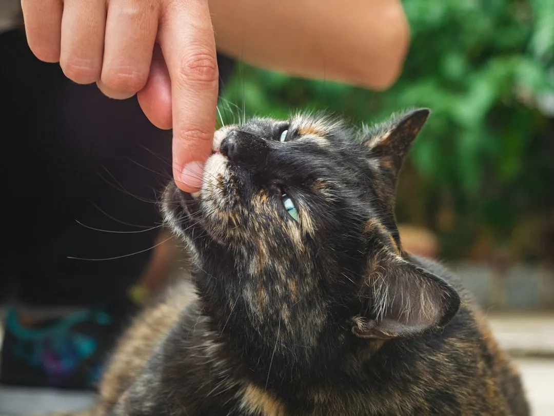 Orange tabby cat being trained with clicker in shared living space