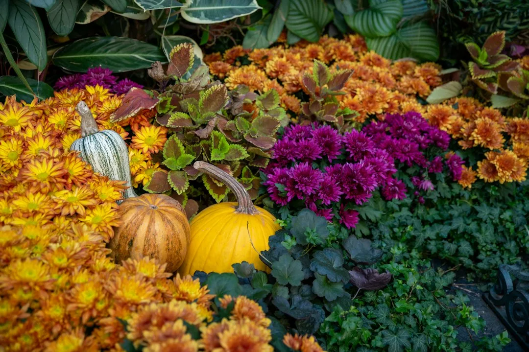 autumn container plants fall transition layering — Garden perspective 2