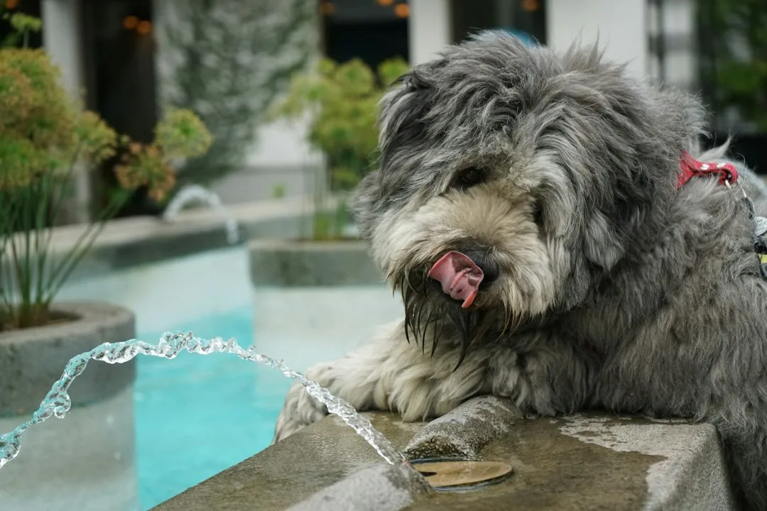 Smart pet water fountain displaying hydration tracking data on app interface