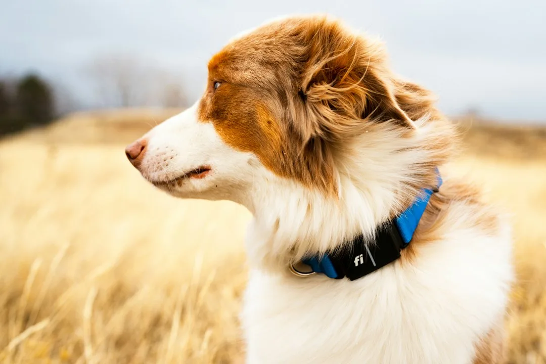 Pet GPS collar display showing real-time map location and battery status