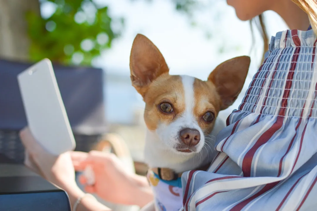 pet owner using training app smartphone — Pets perspective 2