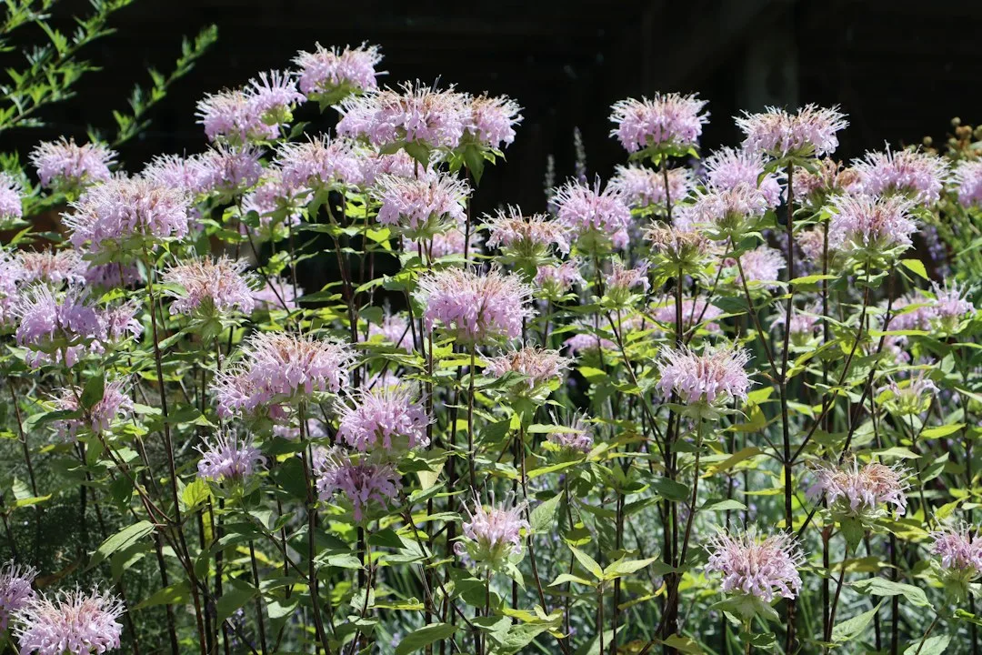 pollinator garden native flowers bees — Landscape & Exterior perspective 1