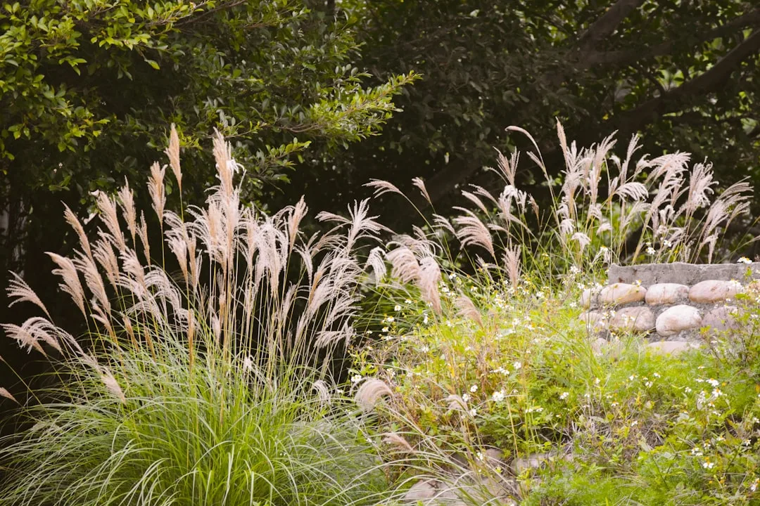Mixed ornamental grass textures showing purple fountain grass and blue fescue in garden