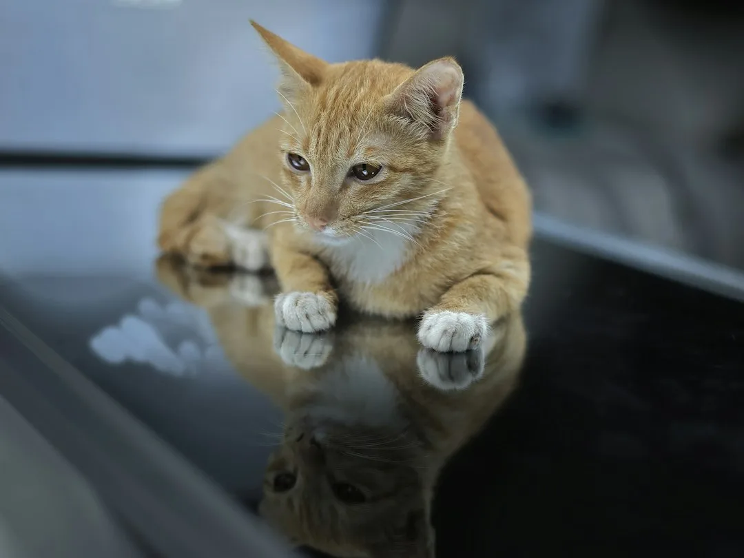 cat training clicker multi-pet household — Pets perspective 1