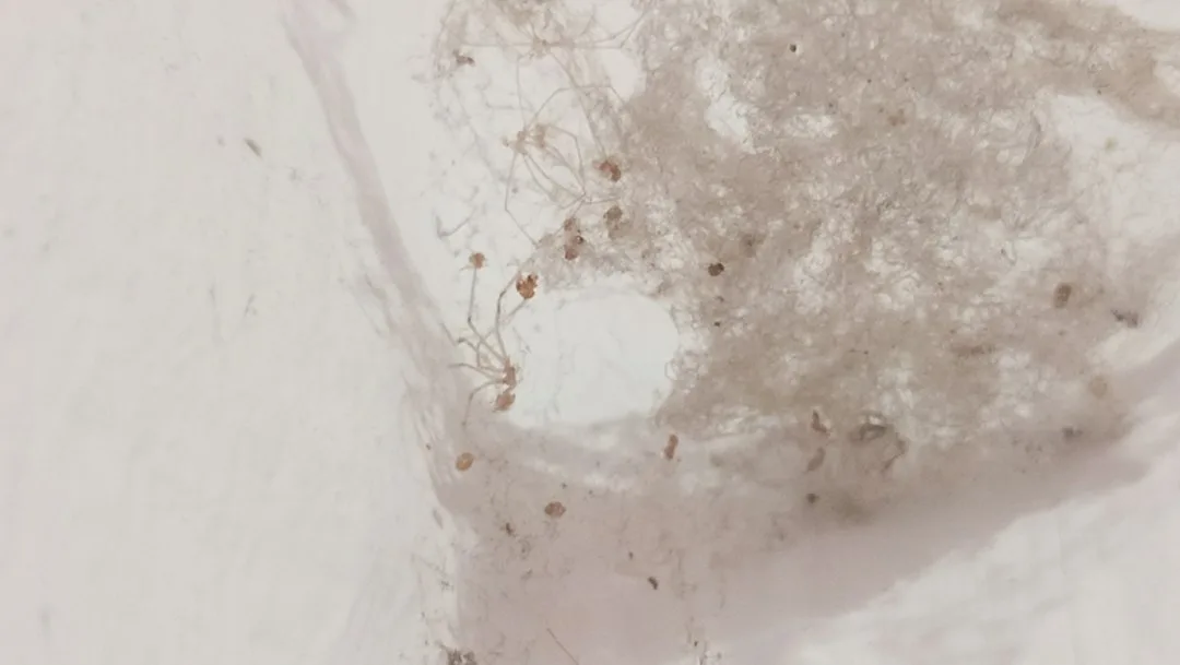 Close-up of polyethylene vapor barrier stapled to basement ceiling frame