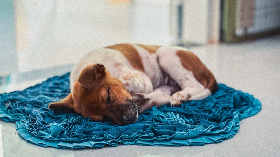 Pet thermal comfort cooling mat in modern minimalist bedroom with dog resting