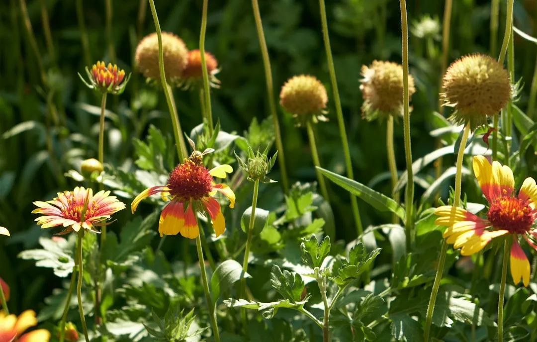 Ornamental grasses and dahlias demonstrating fall garden color overlap