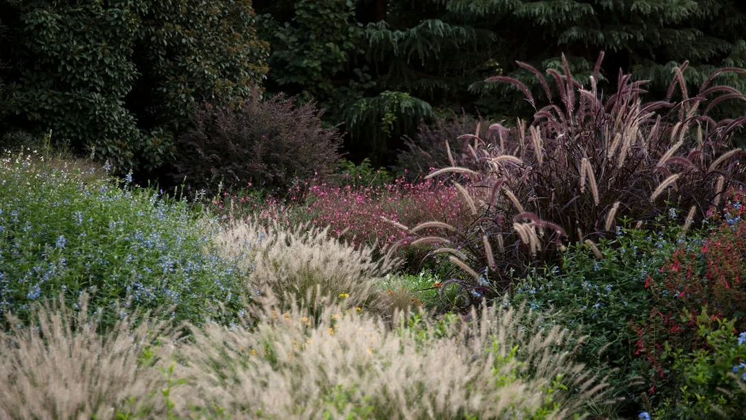 Tall ornamental grasses swaying with feathery seed heads in autumn sunlight landscape