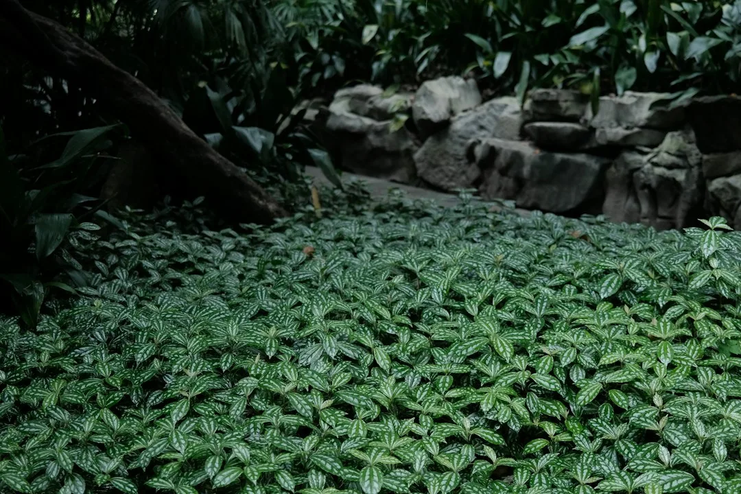 Variegated ajuga ground cover spreading across shaded north-facing garden bed