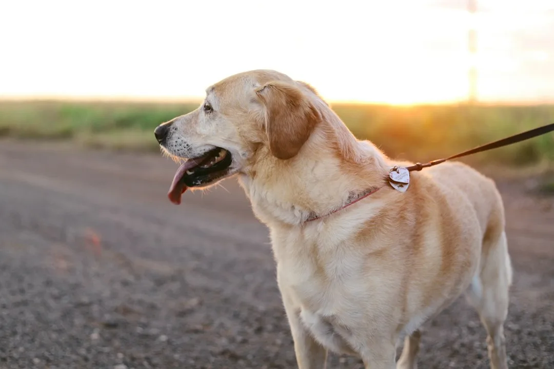 Golden retriever wearing slim GPS tracking collar in yard with geofence boundary