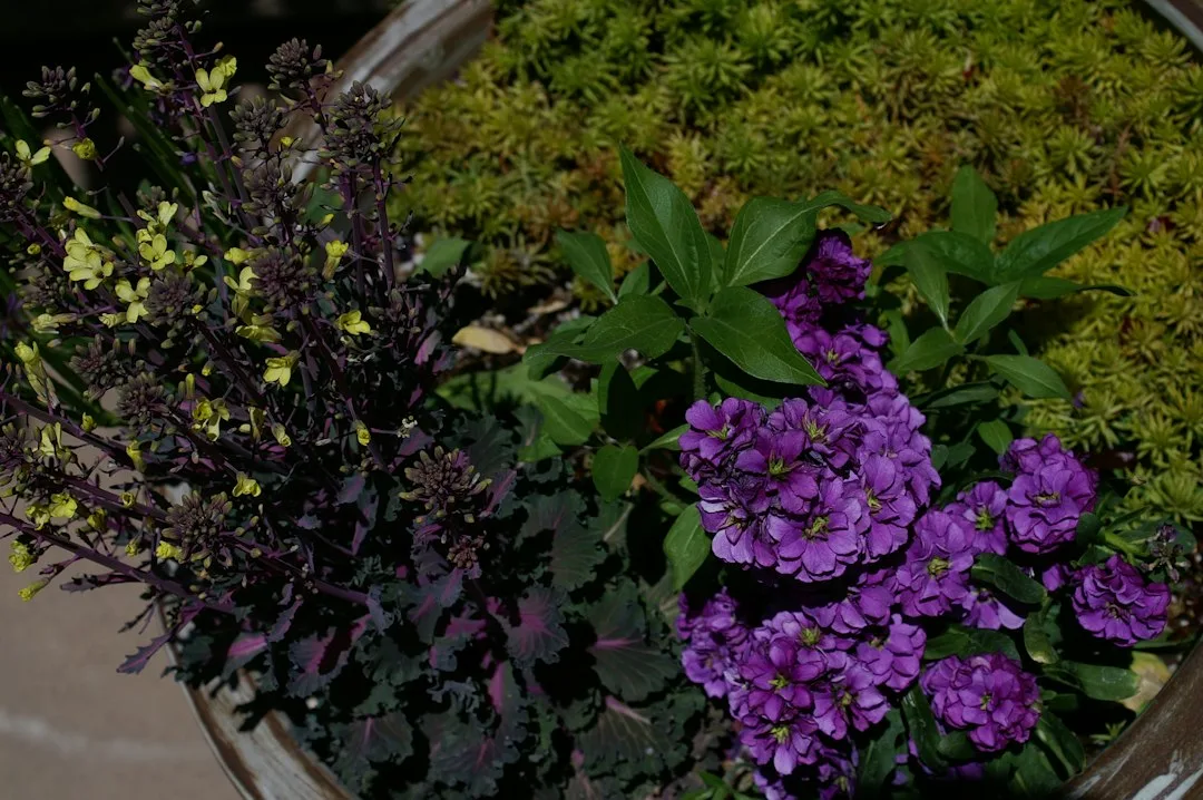 Autumn container garden featuring sedums, ornamental kale, and trailing ivy in terracotta pot
