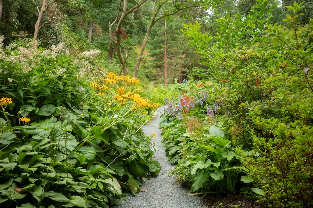 Garden transition from bright sunlit path into cool partial-shade border with strategic plant placement