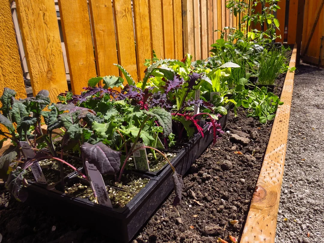 modern raised garden beds landscape design — Landscape & Exterior perspective 1