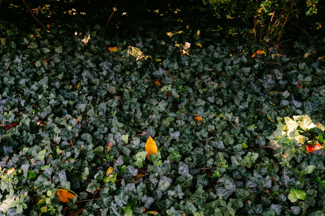 Shade-Tolerant Ground Covers Transform Compact Backyards Into Living Outdoor Rooms