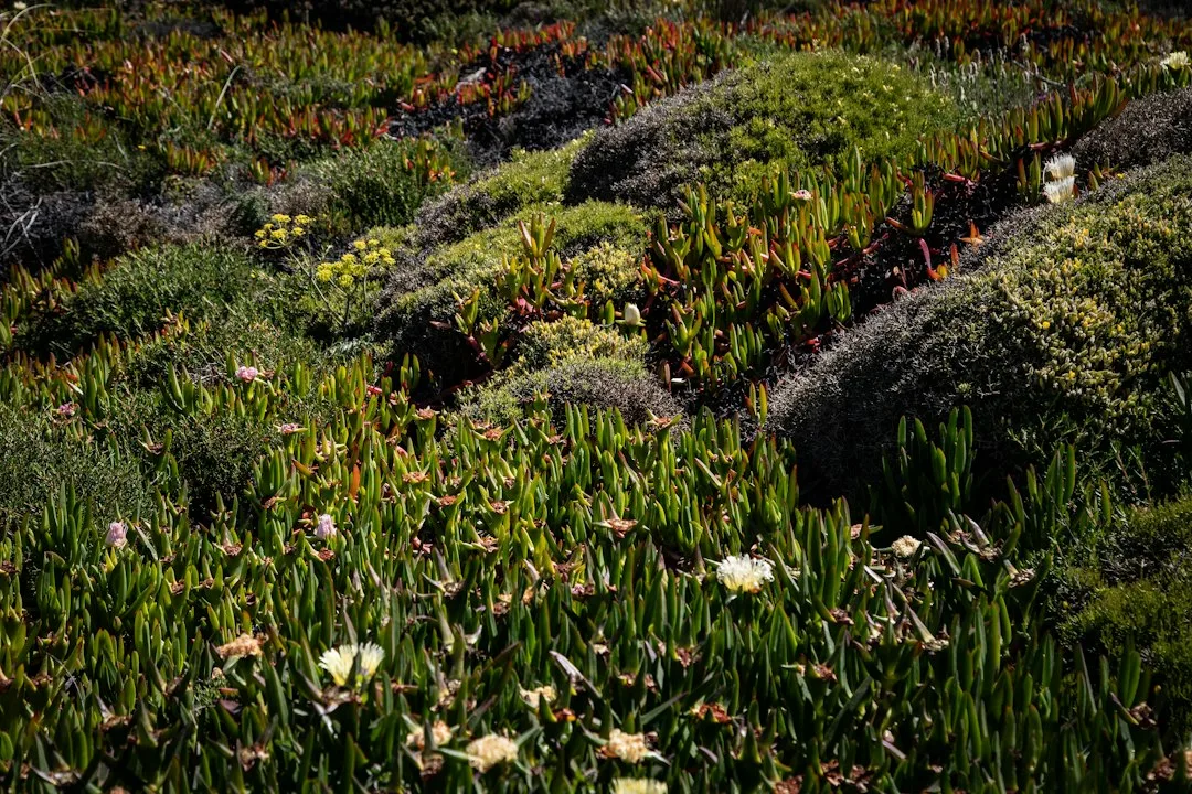 Salt-tolerant ornamental grasses bending in ocean wind with driftwood accents