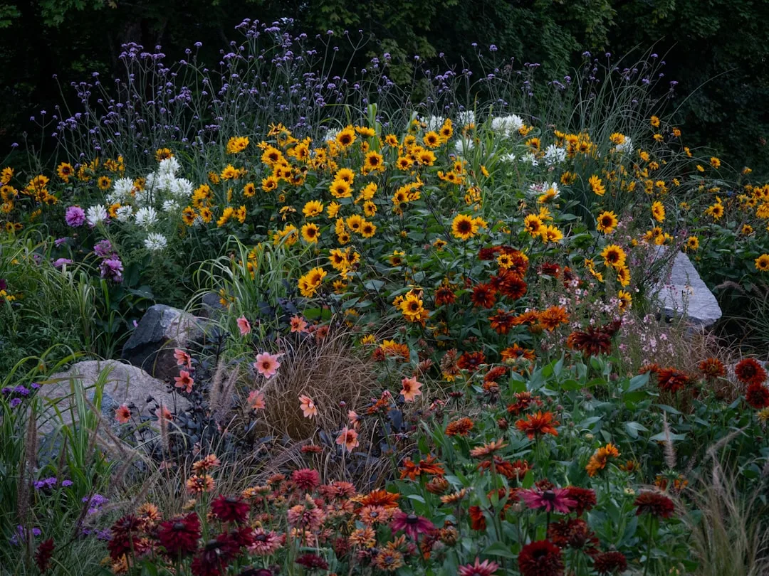 Hybrid shade-sun garden zone with Japanese maple filtering light over bleeding heart and hellebore perennials