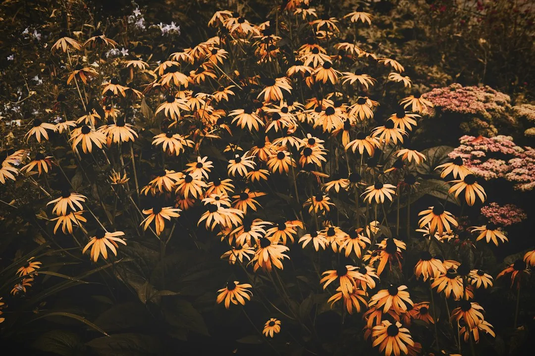 Late-blooming sedum and aster creating autumn perennial garden transitions