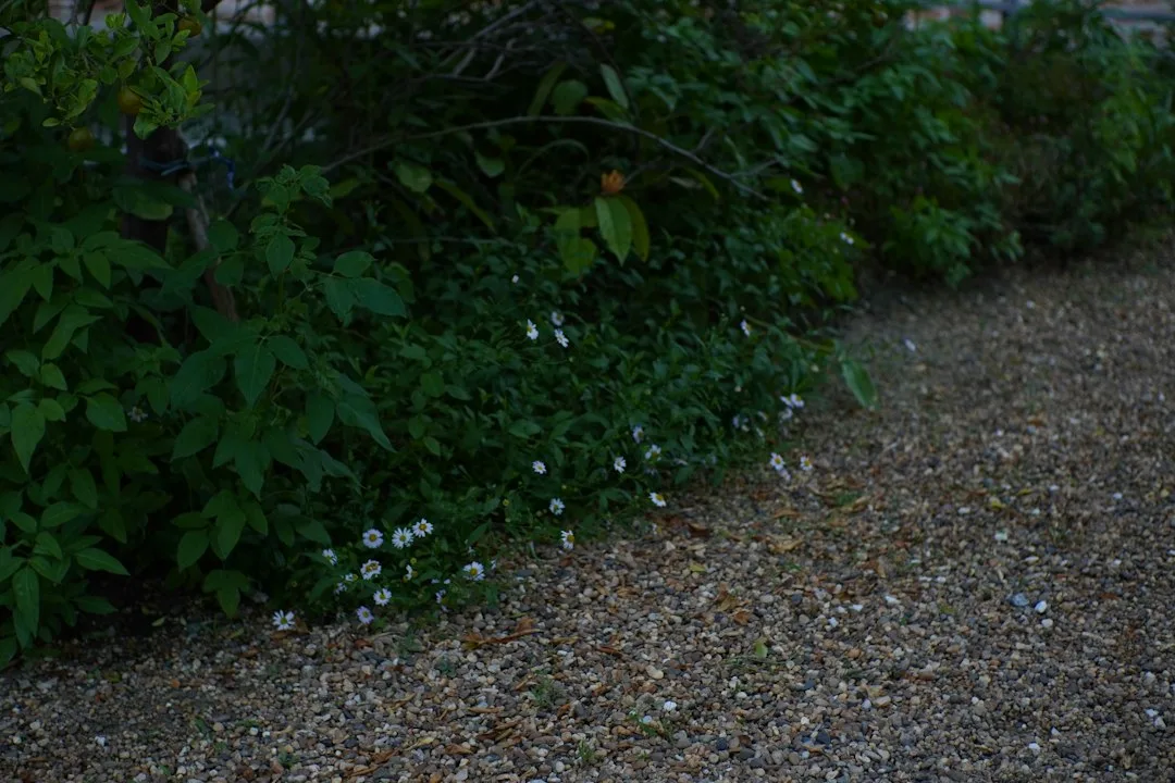 Why Gravel Garden Design Is Replacing Thirsty Lawns Across Suburban Yards