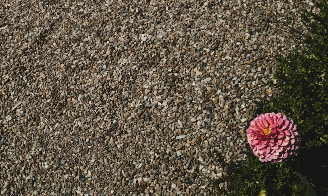 Crushed gray gravel bed with ornamental grasses and sedum clumps in a backyard