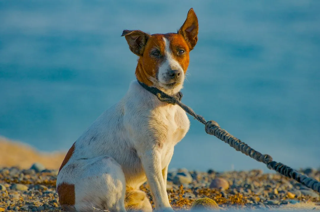 Pet cameras with treat tossing watching a dog resting at home