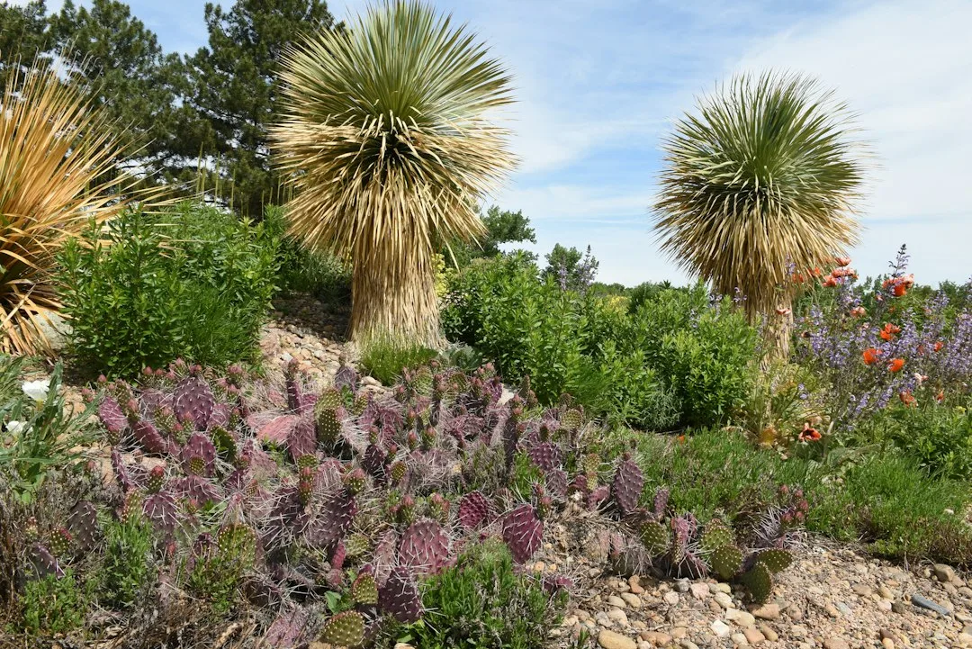 native plants drought landscape design — Landscape & Exterior perspective 1