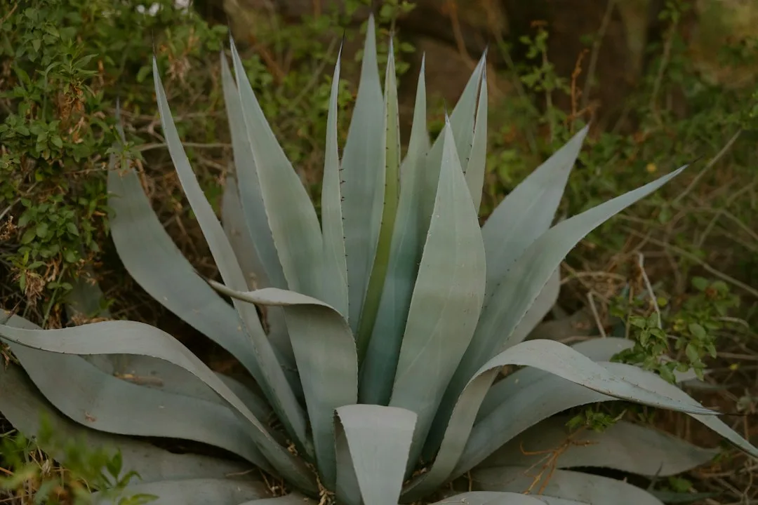 Water-wise native plantings thriving in drought-resistant garden bed