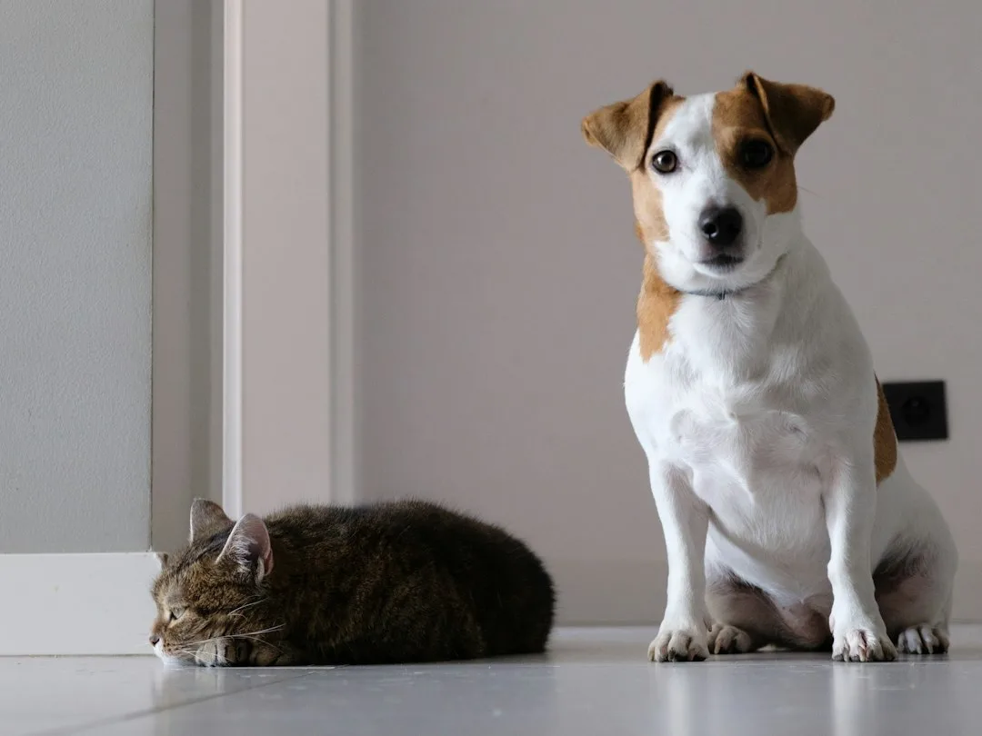 Family testing pet odor eliminator system digital readout in living room with dog sleeping