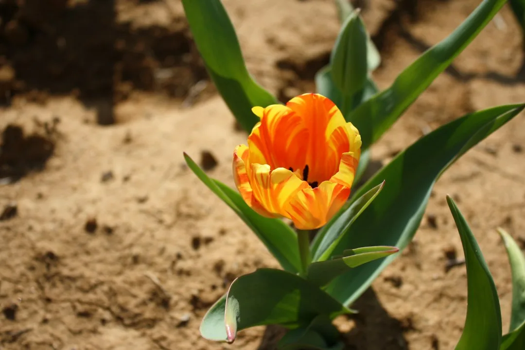 autumn bulb planting garden soil — Garden perspective 1