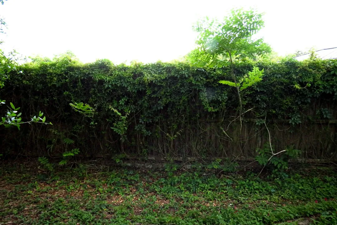 Living privacy screens of tall green arborvitae lining a suburban backyard fence