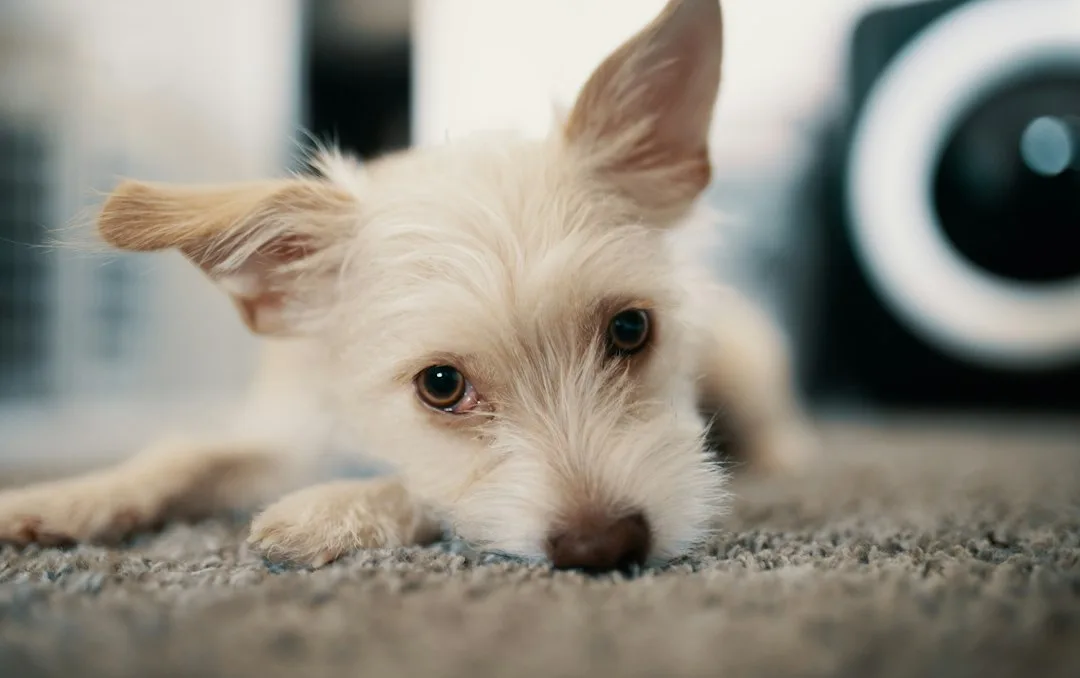 Dog lying on a bed while a wall-mounted camera watches the room