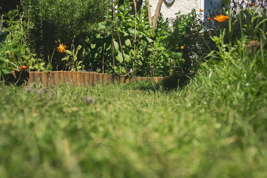 Close view of dark compost soil filling a wooden raised garden bed with young lettuce seedlings