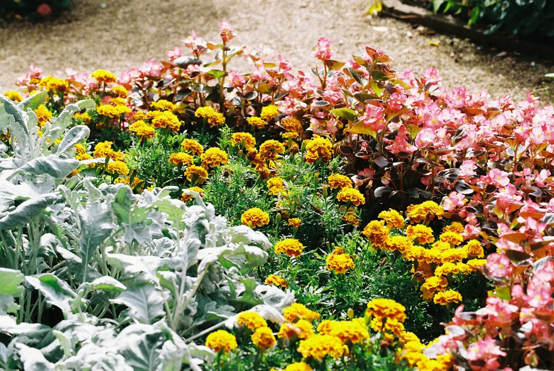 Steel-edged gravel garden beside a stepping-stone walkway with silver foliage plants