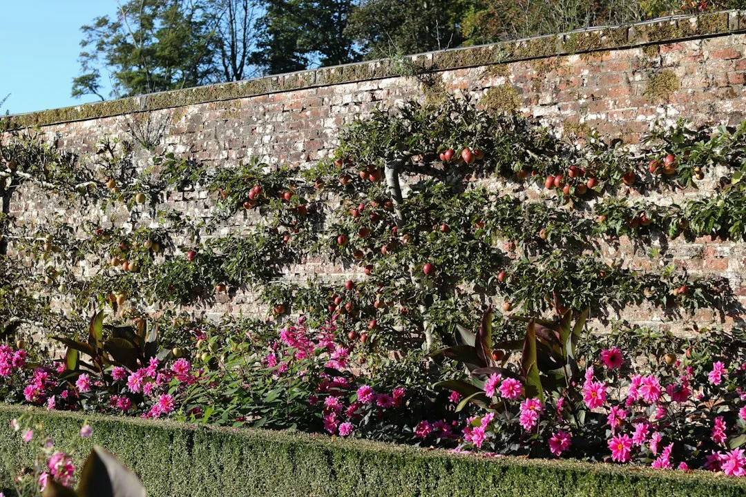 Espalier Fruit Trees Turn Plain Garden Walls Into Productive Backdrops