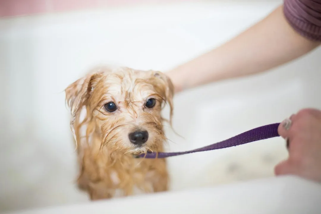 Owner brushing a dog's teeth as part of pet dental care routine