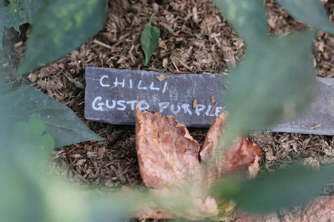 Why Leaf Mulch Garden Beds Are Replacing Bagged Fall Cleanup