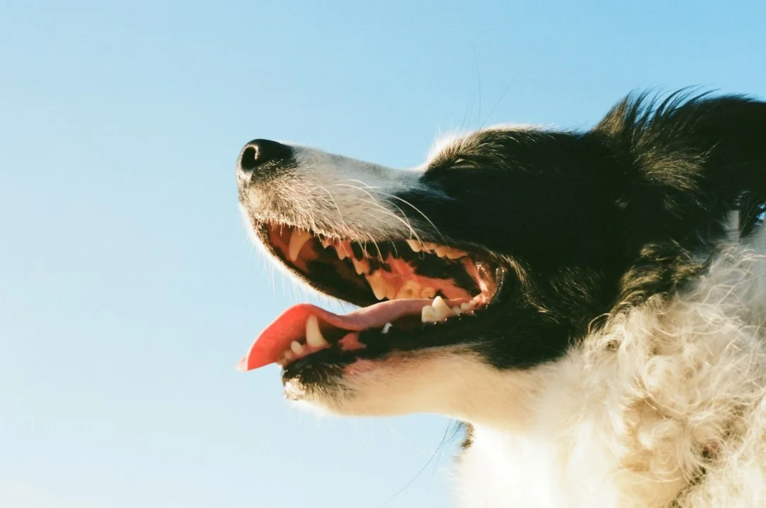 Close view of a dog's gums and teeth during a home lip check